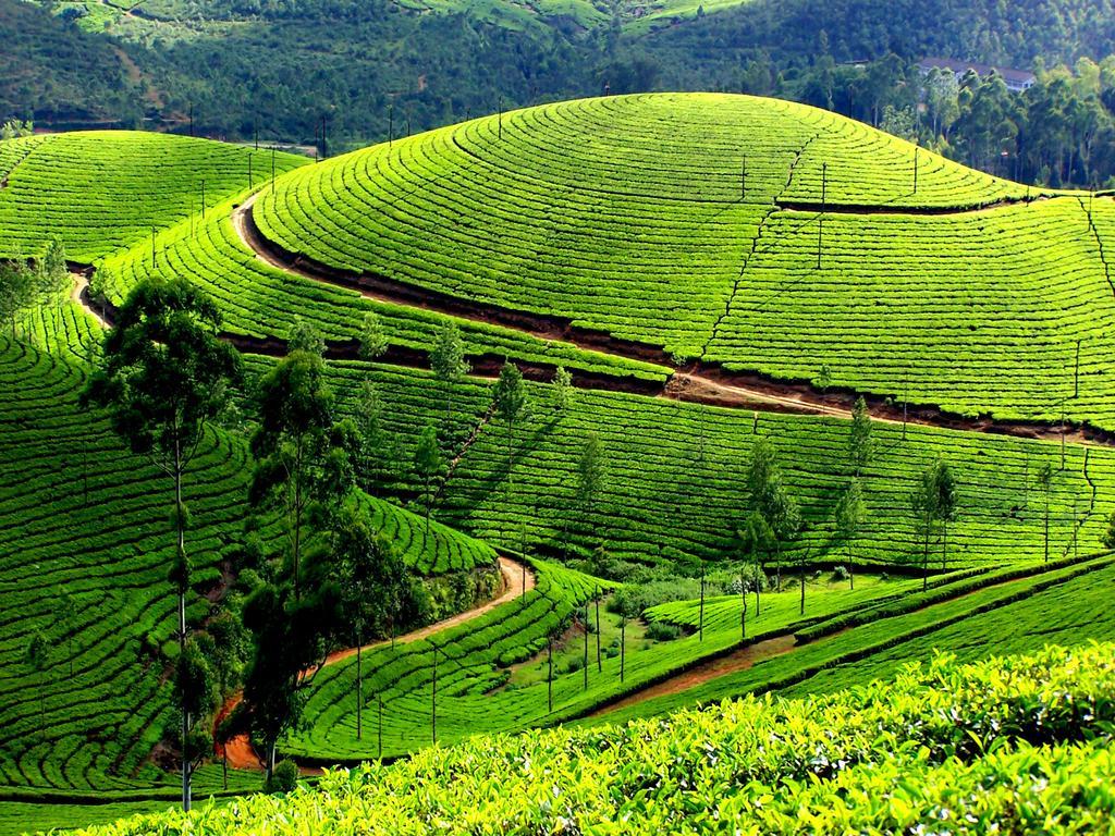 Mangalappillil Homestay Munnar Exteriör bild